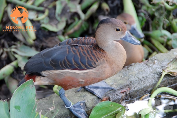 Mua Bán Chim Le Le Giống Chuẩn Chất Lượng Giá Tốt